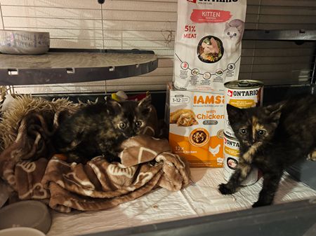 Srdcem pro psy